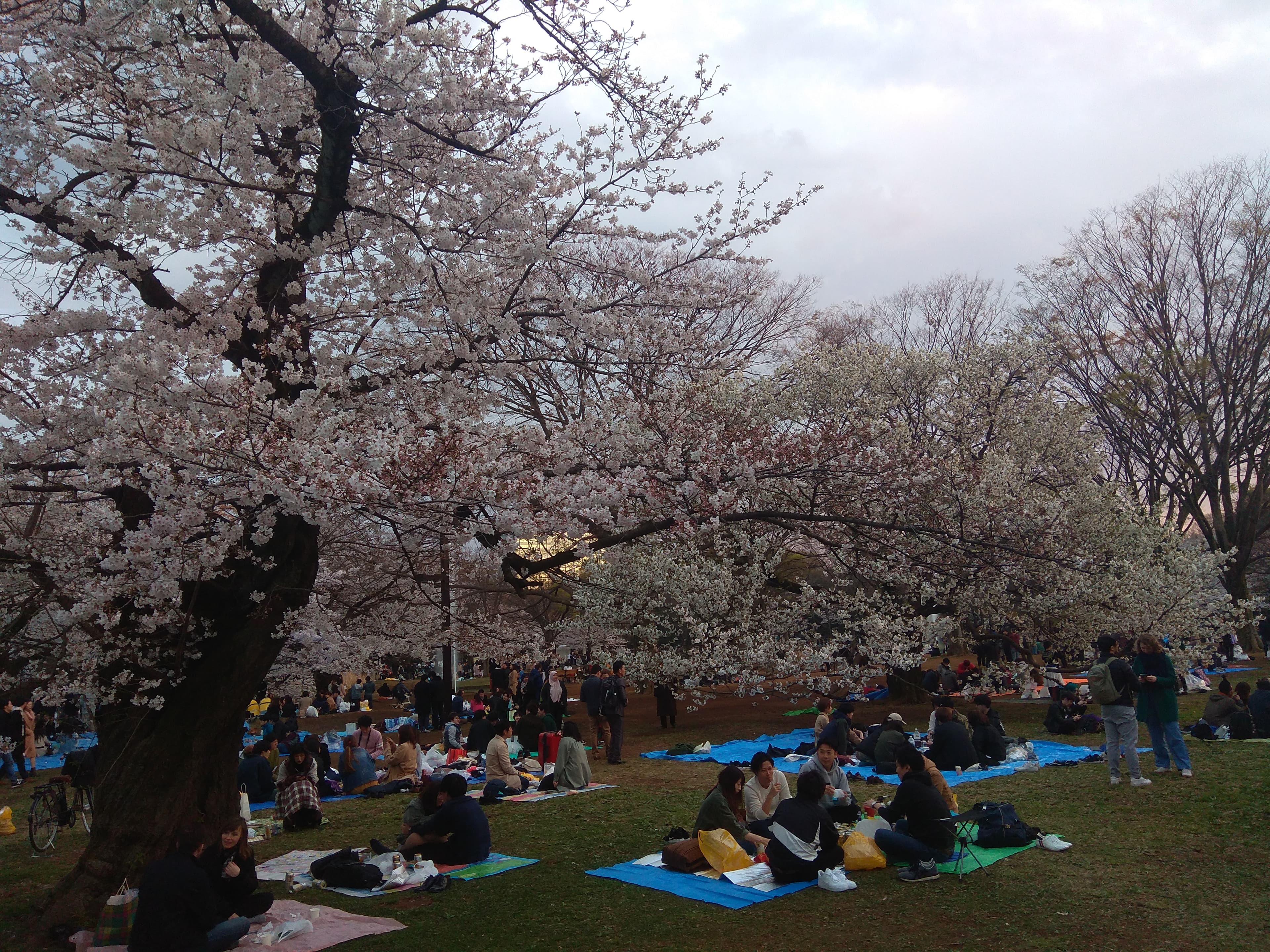 Hanami au parc Yoyogi à Tōkyō : visiteurs contemplant les cerisiers en fleurs au printemps.
