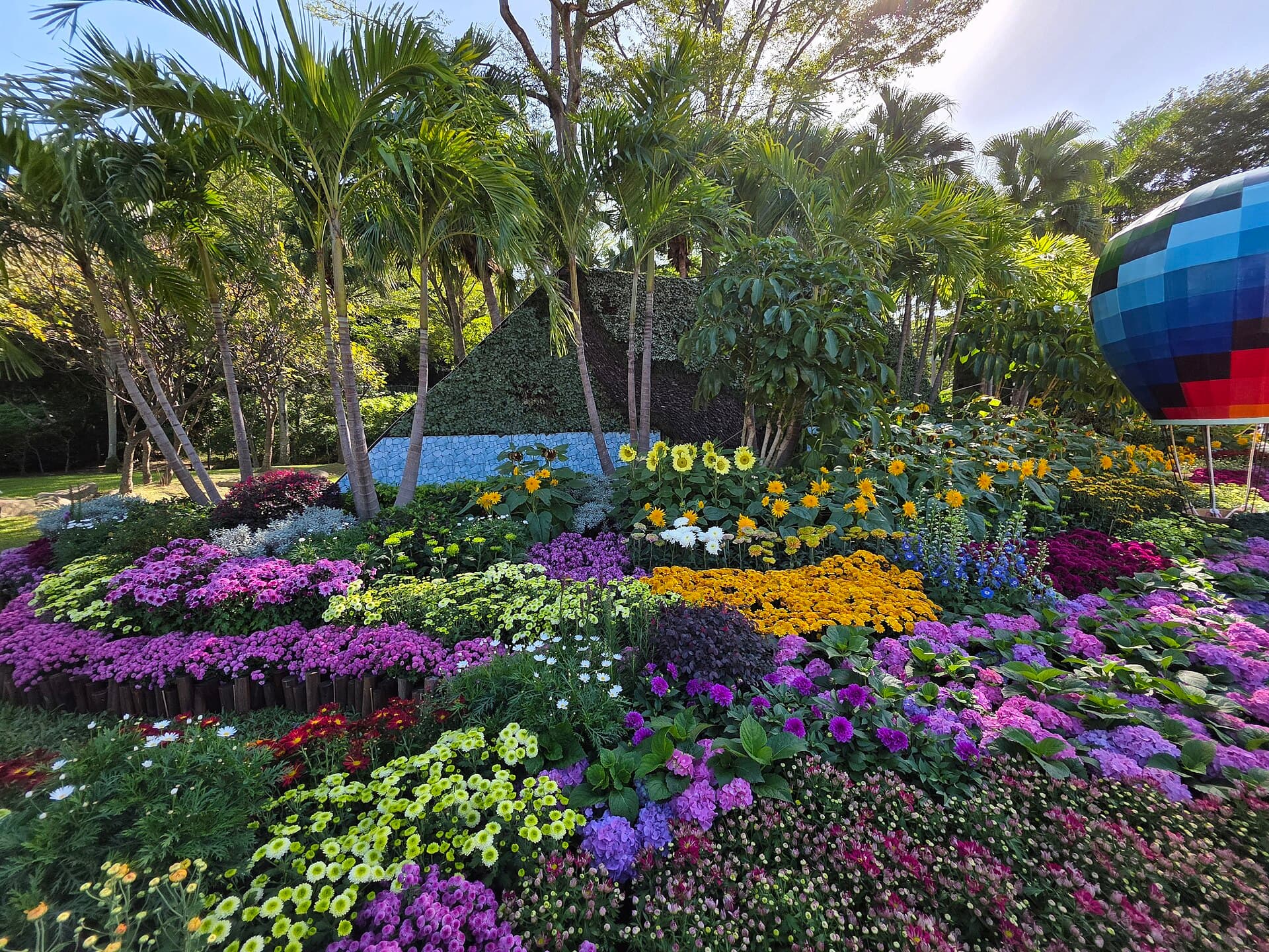 Massifs de chrysanthèmes multicolores en fleur lors d'une exposition florale d'automne, fleur emblématique de la fête chinoise du Chongyang.