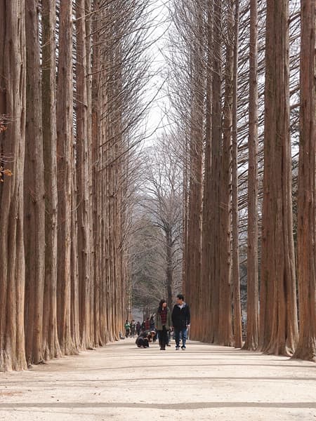 Allee de metasequoias sur l'ile de Nami (Namiseom), Gapyeong, Coree du Sud.