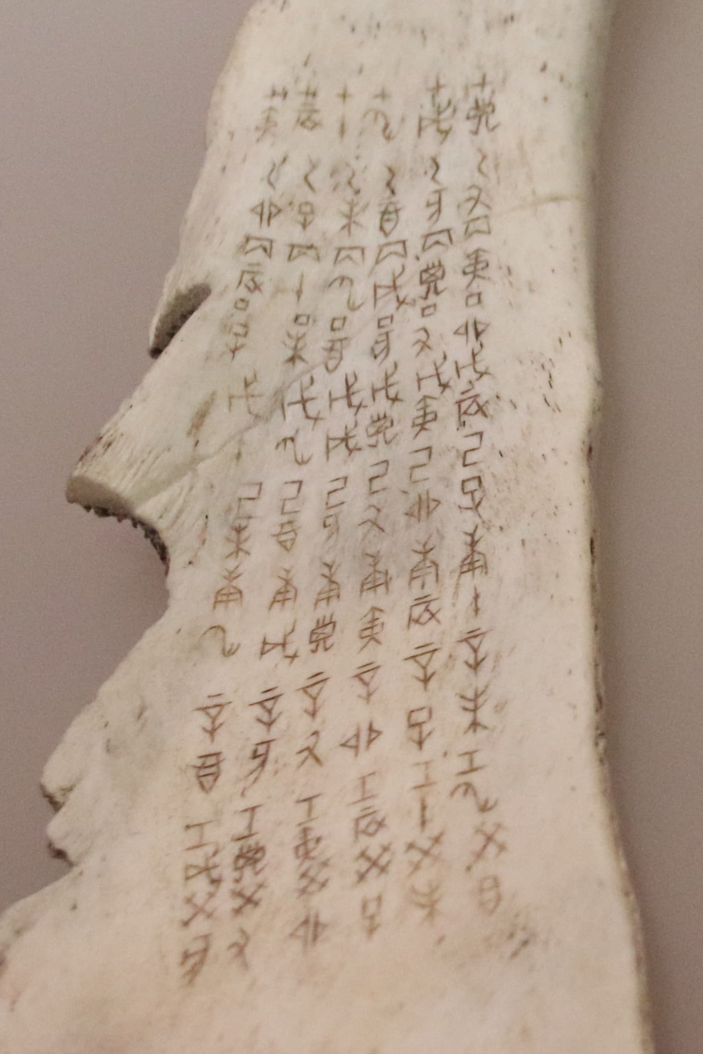 Table complète du cycle sexagésimal (ganzhi 干支) gravée sur un plastron en os de bœuf, os oraculaire de la dynastie Shang, énumérant les combinaisons des dix troncs célestes et des douze rameaux terrestres.