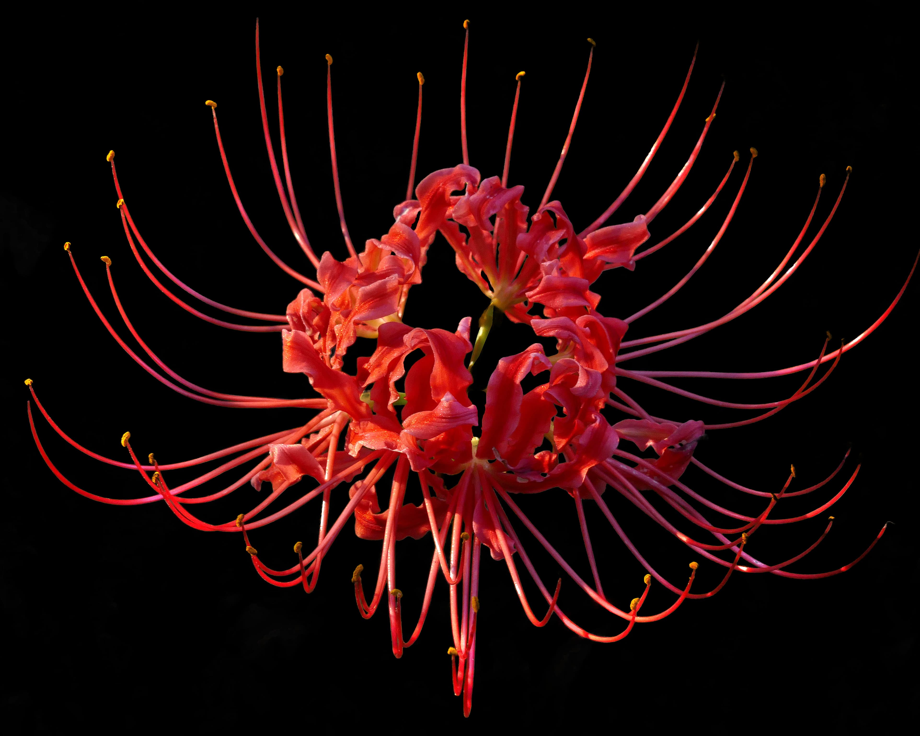 Massif de lycoris radiata (higanbana), le lys araignée rouge chargé de symbolique dans le langage des fleurs japonais.
