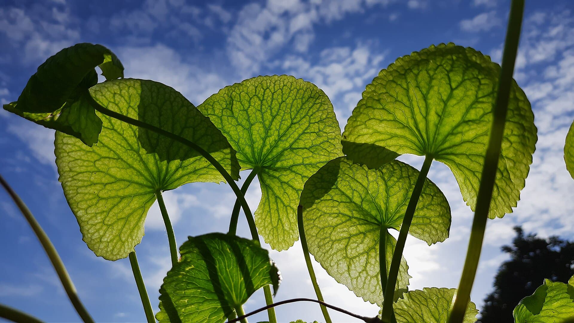 Feuilles rondes de centella asiatica photographiees en contre-jour contre un ciel bleu, nervures apparentes